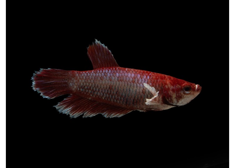 Betta femelle éléphant assortie