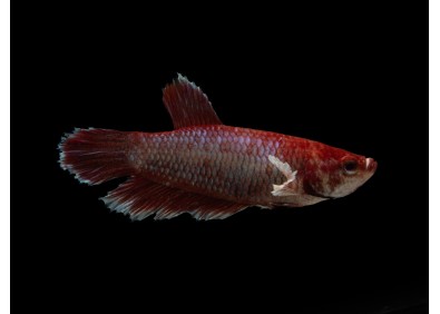 Betta femelle éléphant assortie