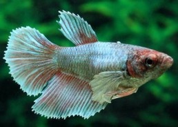 Betta femelle HM éléphant...