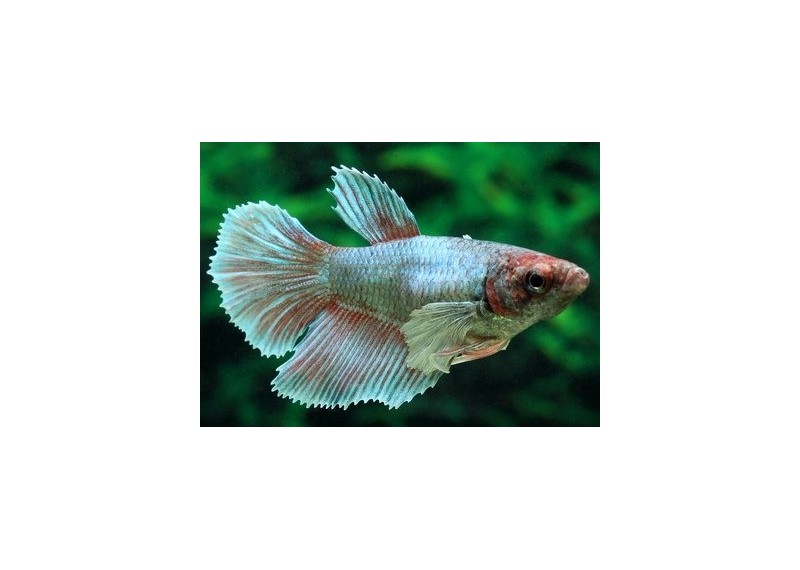 Betta femelle HM éléphant assortie