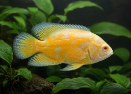 Oscar lemon