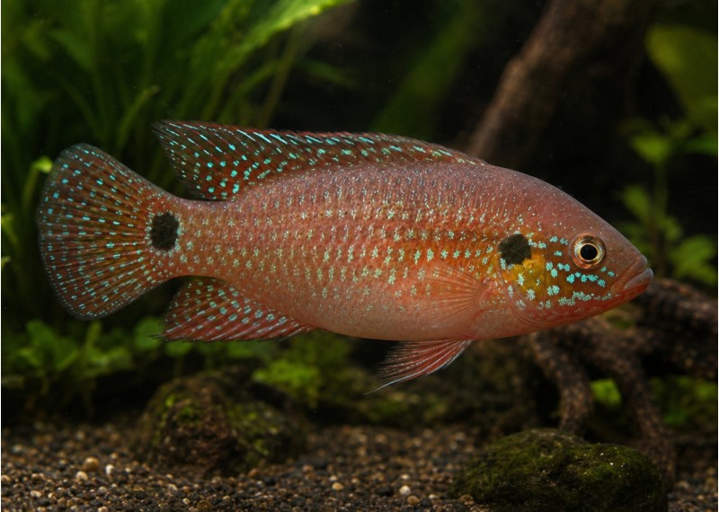 Hemichromis bimaculatus