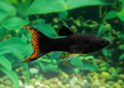 Molly lyre black orange tail
