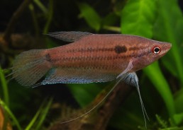 Gourami grogneur