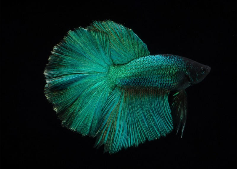 Betta HM select mâle green
