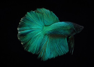 Betta HM select mâle green