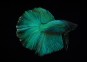 Betta HM select mâle green