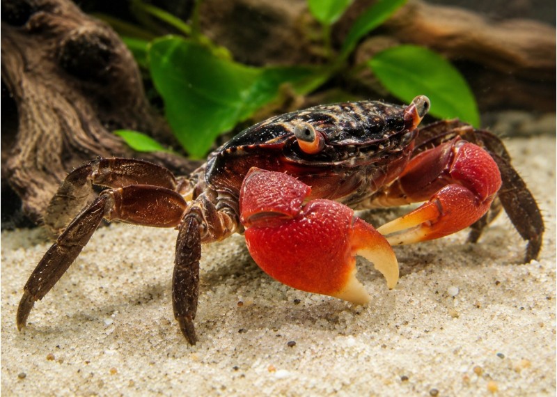 Crabe à pinces rouges