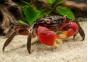 Crabe à pinces rouges