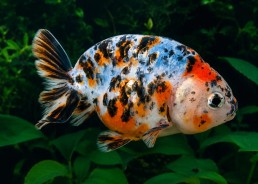 Ranchu grade A calico