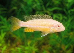 Melanochromis auratus albinos
