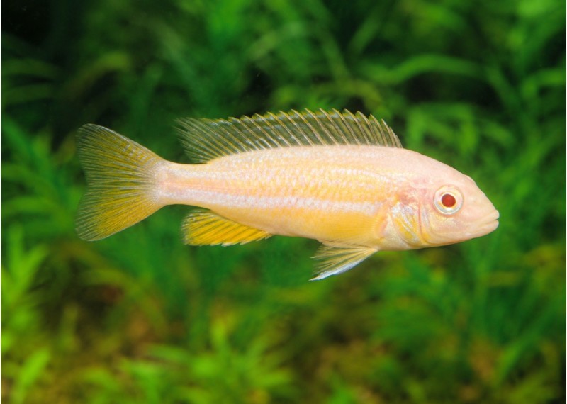Melanochromis auratus albinos