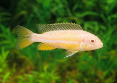 Melanochromis auratus albinos