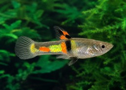 Guppy mâle endler black bar