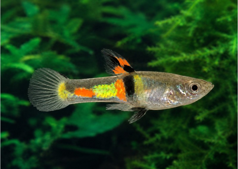 Guppy mâle endler black bar