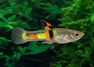 Guppy mâle endler black bar