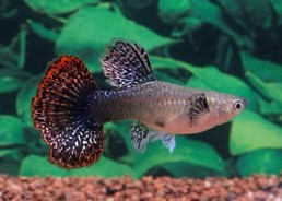 Guppy femelle select...