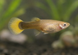Guppy femelle tuxedo gold
