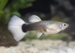 Guppy femelle select tuxedo...