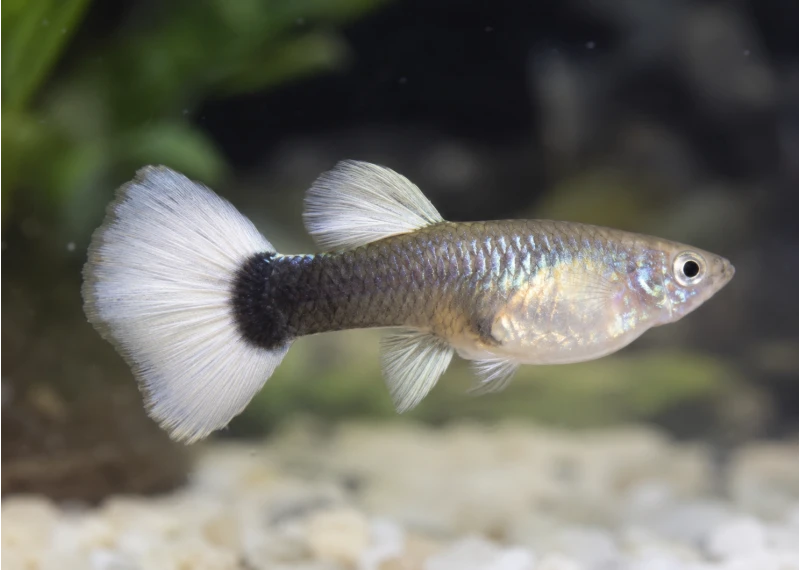 Guppy femelle select tuxedo white