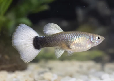 Guppy femelle select tuxedo white