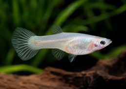 Guppy femelle endler platinum