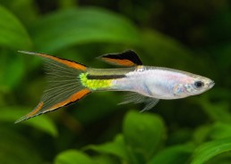 Guppy mâle endler platinum