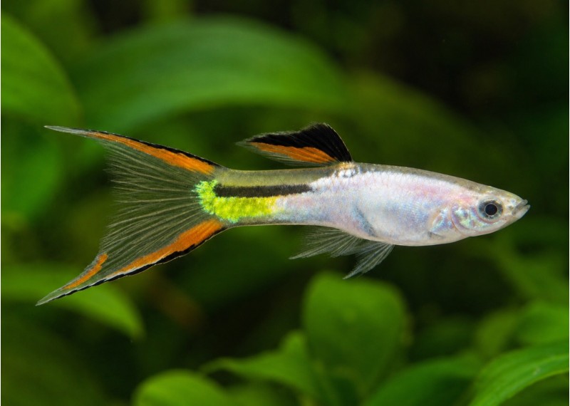 Guppy mâle endler platinum