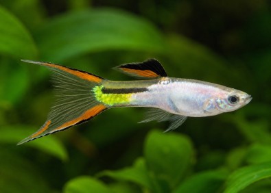 Guppy mâle endler platinum