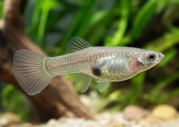 Guppy femelle endler blue wild