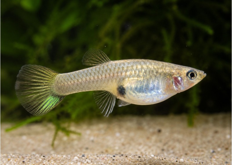 Guppy femelle endler black bar