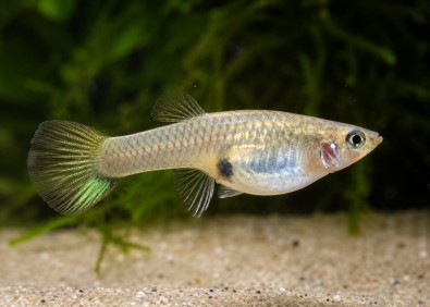 Guppy femelle endler black bar