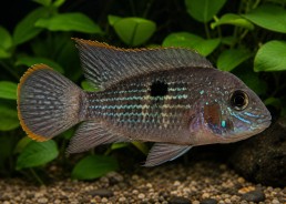 Andinoacara rivulatus