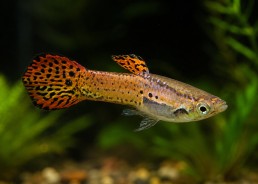 Guppy mâle endler cobra rouge
