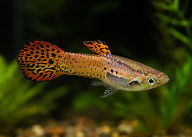 Guppy mâle endler cobra rouge