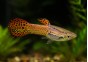 Guppy mâle endler cobra rouge