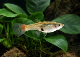Guppy femelle endler red néon