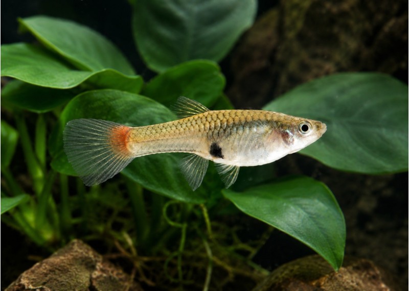 Guppy femelle endler red néon