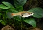Guppy femelle endler red néon