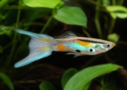 Guppy mâle endler blue wild