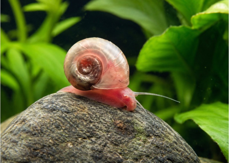 Planorbe rose