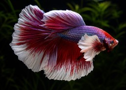 Betta mâle HM éléphant...