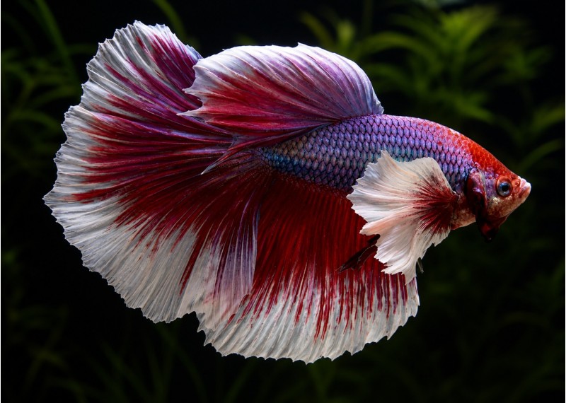 Betta mâle HM éléphant assortis