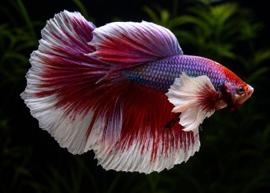 Betta mâle HM éléphant assortis