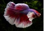 Betta mâle HM éléphant assortis