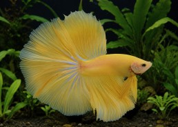 Betta halfmoon select mâle...