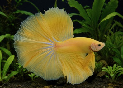 Betta halfmoon select mâle jaune gold