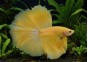 Betta halfmoon select mâle jaune gold
