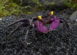 Crabe dennerle purple (mâle)