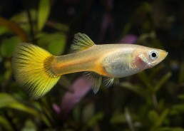 Guppy femelle select gold...